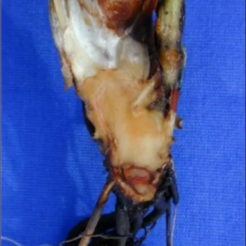 thumbnail for publication: Root Necrosis of Strawberry Caused by Colletotrichum acutatum